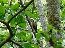 Hairy Woodpecker
